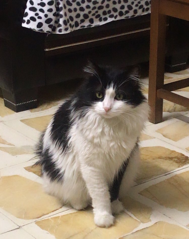 fiistikezmesi's tweet photo. Antakya/hatay sümerler mahallesi G-5 blok sümerler çay bahçesinin ön tarafında depremde yıkılan apartmanda kaldı.Kaçabildi mi ne durumda bilmiyoruz.İsmi Jugador ismine duyarlı.Çipi var.
05340105413 https://t.co/XgAPuyf2vx