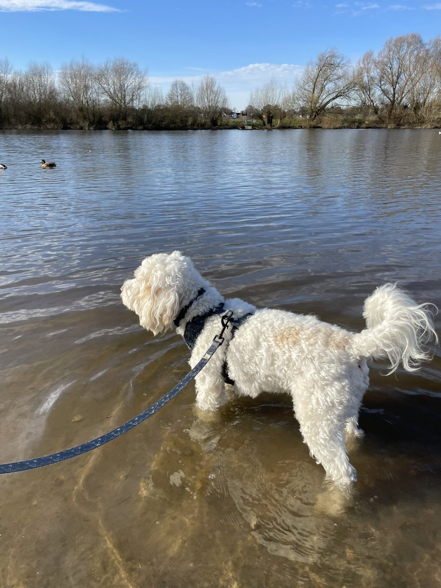 dash_houndsCH's tweet photo. Sun is shining ☀️🐶 

DM us today if you would like us to walk your dog, we have availability this week  #chestertweets @ShitChester @welcome_dogs https://t.co/ALEHQyiaD0