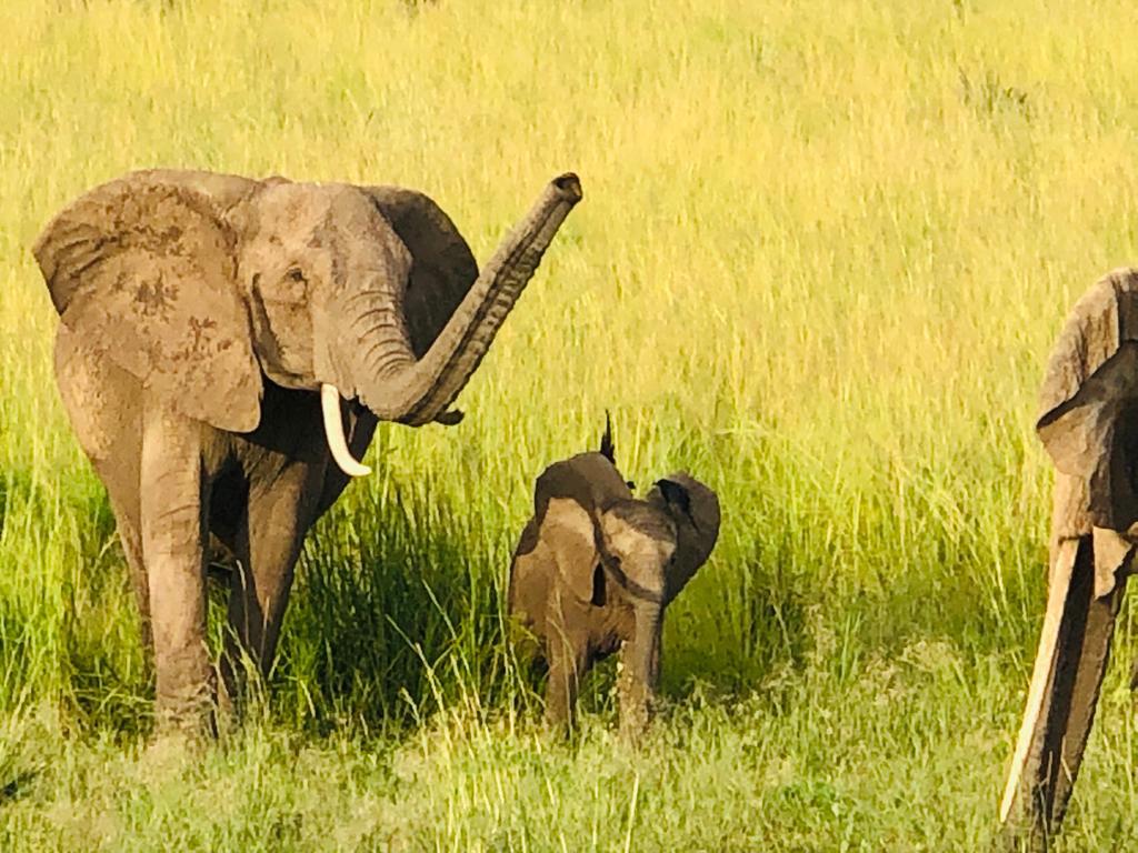 ToursRoots's tweet photo. The social structure of Elephants is made of strong emotional attachments. Mothers and other females help and guide the new born babies and this helps them in social biding. 

The herds are always led by a matriarch-Always the oldest in the herd. Murchison falls NP gave us the.. https://t.co/9k1URb1j6N