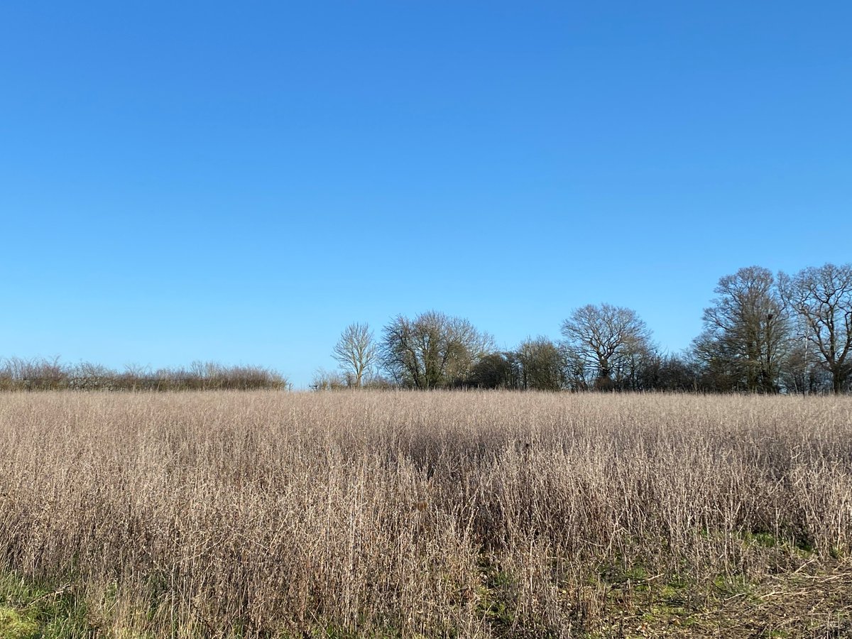 LEAF_Farming's tweet photo. Couldn’t be a more spectacular day to be out and about in Suffolk with the @The_Barker_Boys, filming for our next Catchment Sensitive Farming video on IPM! 🌞🐛🐞
#integrated #pestmanagement #sustainable #climatepositive #collaborative #LEAFDemoFarm
@MeganWhatty https://t.co/dmAeUkxboe