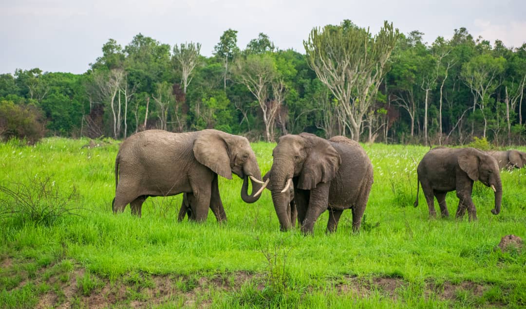 ToursRoots's tweet photo. The social structure of Elephants is made of strong emotional attachments. Mothers and other females help and guide the new born babies and this helps them in social biding. 

The herds are always led by a matriarch-Always the oldest in the herd. Murchison falls NP gave us the.. https://t.co/9k1URb1j6N