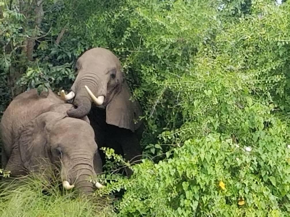 ToursRoots's tweet photo. The social structure of Elephants is made of strong emotional attachments. Mothers and other females help and guide the new born babies and this helps them in social biding. 

The herds are always led by a matriarch-Always the oldest in the herd. Murchison falls NP gave us the.. https://t.co/9k1URb1j6N