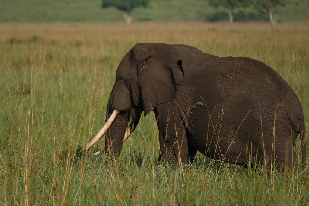 ToursRoots's tweet photo. The social structure of Elephants is made of strong emotional attachments. Mothers and other females help and guide the new born babies and this helps them in social biding. 

The herds are always led by a matriarch-Always the oldest in the herd. Murchison falls NP gave us the.. https://t.co/9k1URb1j6N