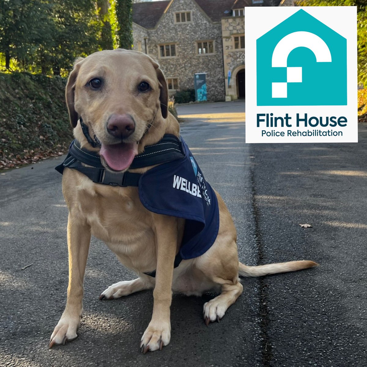 Week 2 of Treatment at @FlintHouseRehab and Holly has come along for the week to spread some Paws Time with the other officers receiving treatment and of course with the Flint House staff. @FlintHouseRehab @OscarKiloNine @WalkandTalk999 @Call4Backup @policecareuk