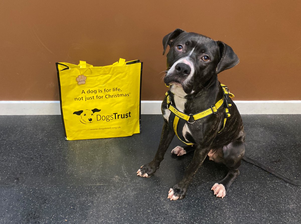 DT_WestCalder's tweet photo. The gorgeous Millie ๐ was next to pack up her big yellow bag ๐ and head off to her fur-ever home! ๐ก
Time to spend the afternoon playing in the garden with her new family! ๐๐พ
#foreverhome #boxercross #bestdayever #bagspacked #dogstrust @dogstrust https://t.co/9IFLKkDfzh