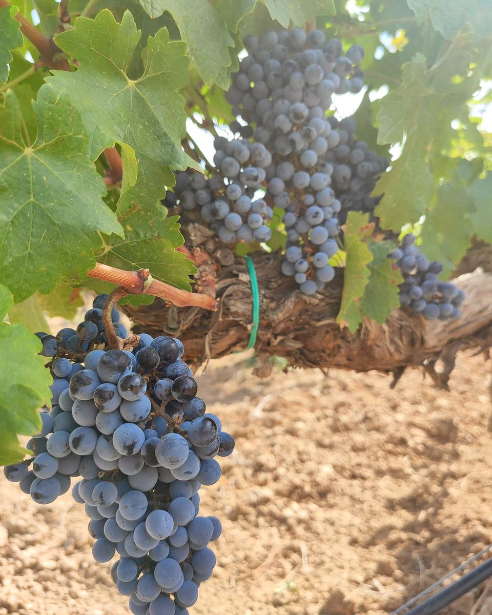Uno de nuestros momentos preferidos del viñedo 🍇

¿Cuál es el vuestro? 

#bodega #winery #viñedo #viñedos #vinosdelamancha #vinotinto