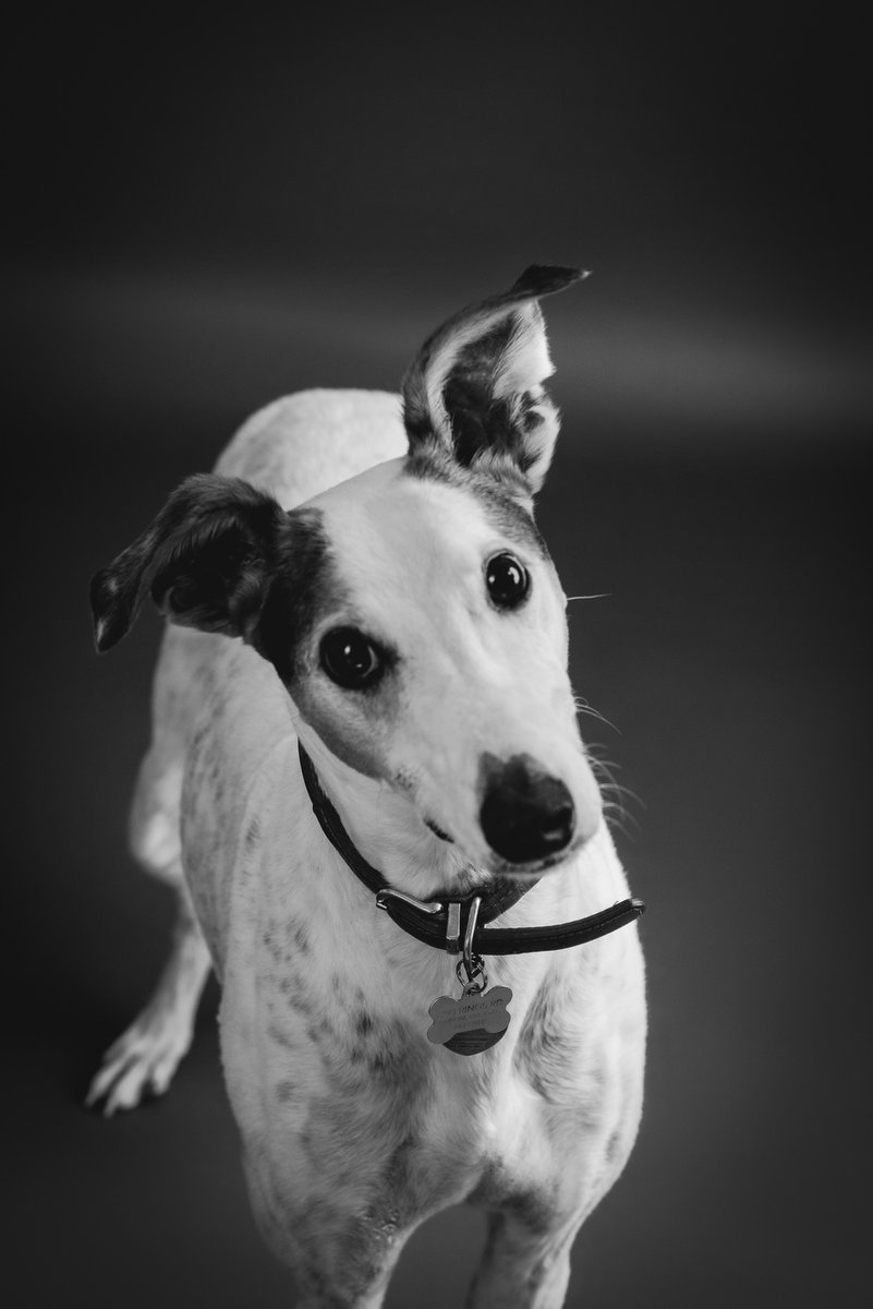 briankellogg's tweet photo. #doglife #happydog #dogoftheday #doglover #dogmom #pets #puppylove #dog #cat #dogphotography #ilovemydog #dogslife https://t.co/UFu8FQ0uj6