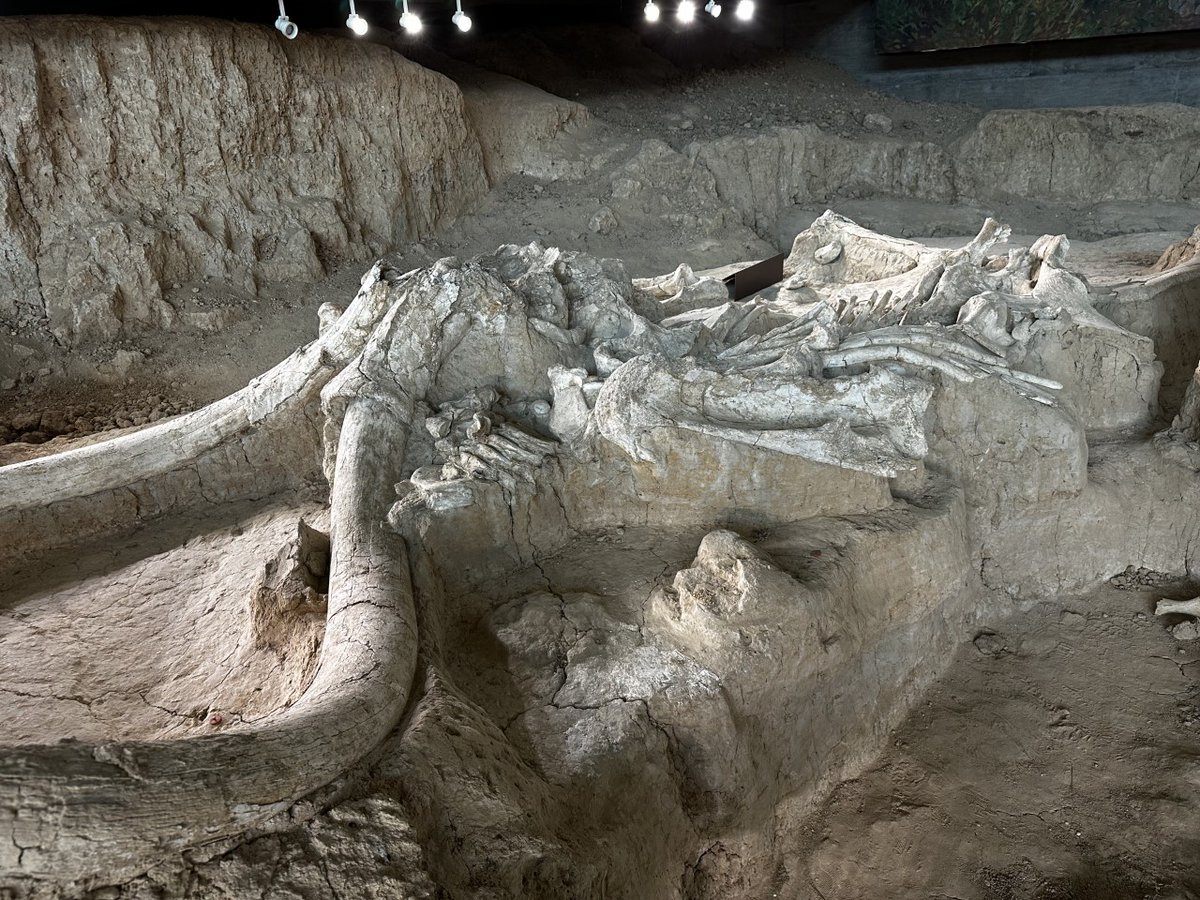 WacoMammoth's tweet photo. Happy #MammothMonday! Columbian mammoths adapted to various habitats, as displayed by the wide distribution of fossils. Their fossils have been found in Texas, South Dakota, Las Vegas, Mexico, and elsewhere. The grasslands of ancient Waco would have been an ideal habitat! https://t.co/9PxhWx3giE