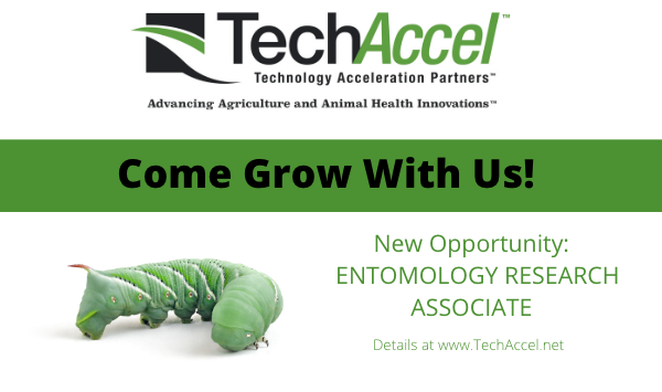 Tech_Accel's tweet photo. New position just announced: #Research Associate in Entomology. Exciting work in #agtech #innovation Find details at https://t.co/JtYWKbYXop https://t.co/sE9XUTxeJI