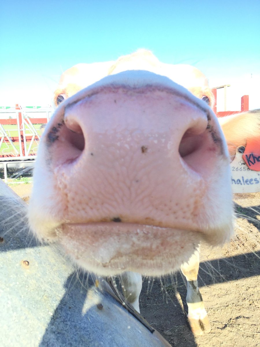 Ça sent le lundi! Merci à @robinejordan pour cette superbe photo! 🐄❤️🐄

#MotivationDuLundi #Animaux #Vaches #VieÀLaFerme #MondayMotivation #animals #cows #FarmLife