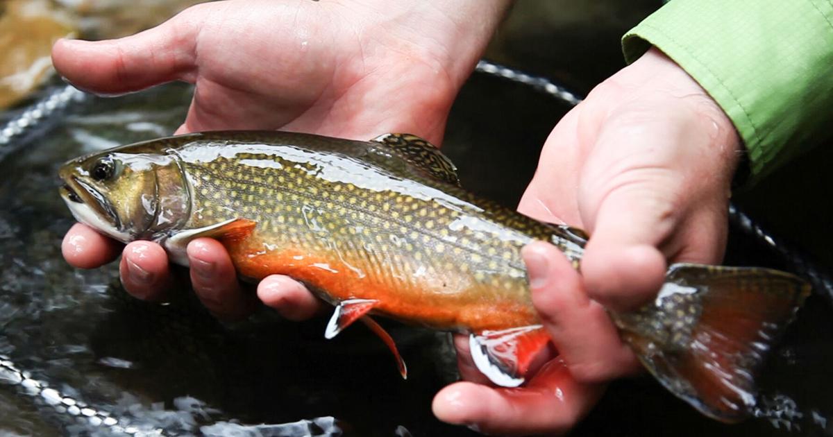 “[Blue crabs] probably shaved 3 weeks at either end,” said @TomAtCBL, who heads <a href="/UMCES/">UMCES</a>’s #Chesapeake Biological Lab. “So their winter has gone from 5 months, down conservatively to 4 months, possibly to as little as 3.5 months.” conta.cc/3GZVvA5 

@ChesBayJournal #Climate