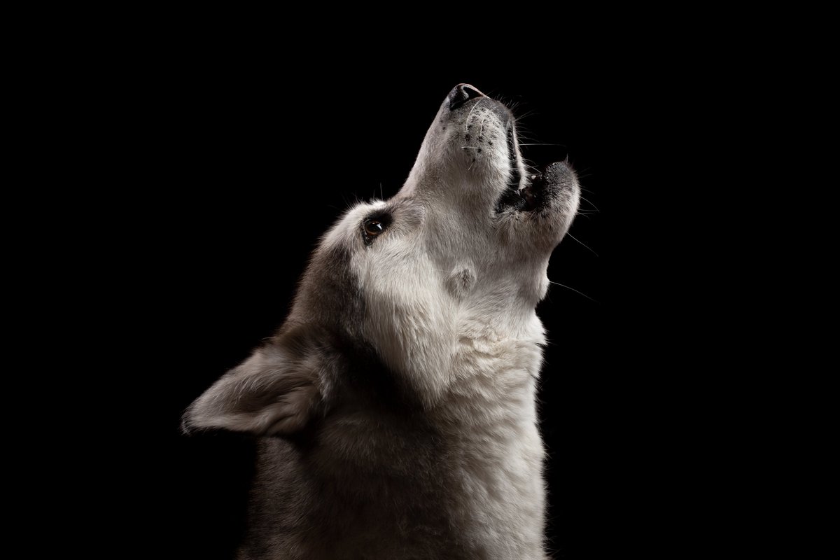 Domestic dog breeds lose the wolf-like vocal and behavioural responses connected to howling as they become more genetically distant from wolves. @LehoczkiFanni2 @tamsa42 @neuro_etho_comm @holly_howls @Chimpsahoi nature.com/articles/s4200…