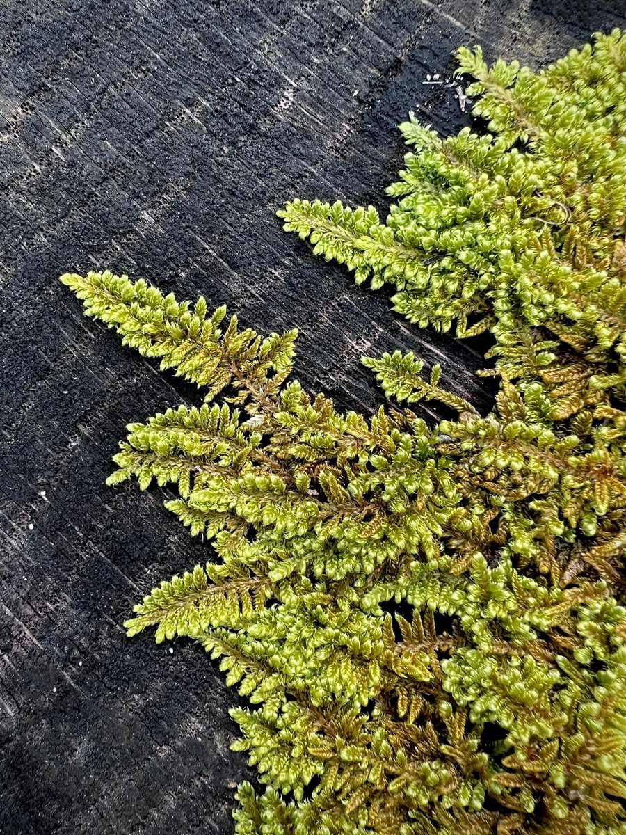 The art of moss. #moss #hypnum #bryophyte #closeup #naturesart #artofmoss