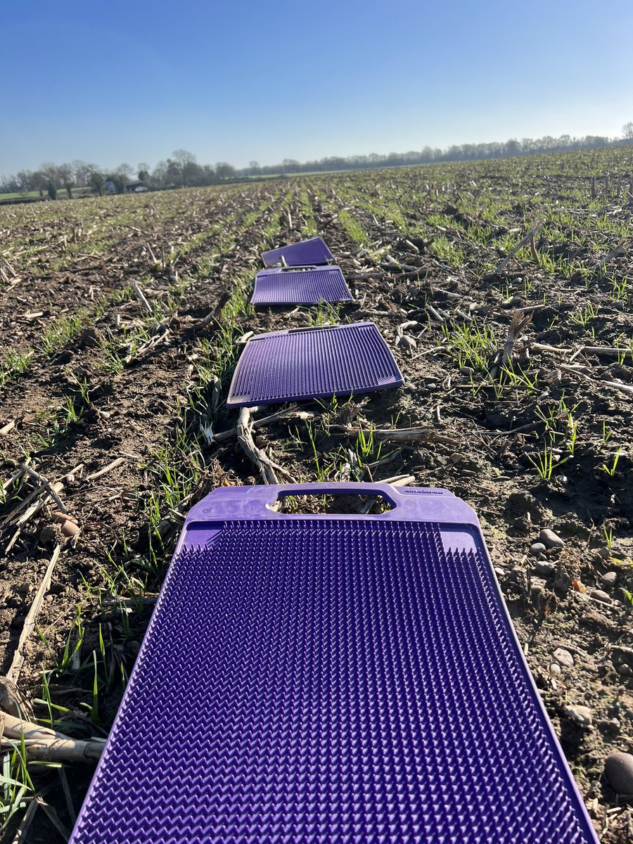 Will Oliver (@willoliver88) on Twitter photo A beautiful day for getting some Fert on some November sown wheat. #test <a href="/startintractors/">Startin Tractors</a> @amazone <a href="/KWSUKLtd/">KWS UK Ltd</a> #siskin A beautiful day for getting some Fert on some November sown wheat. #test <a href="/startintractors/">Startin Tractors</a> @amazone <a href="/KWSUKLtd/">KWS UK Ltd</a> #siskin
