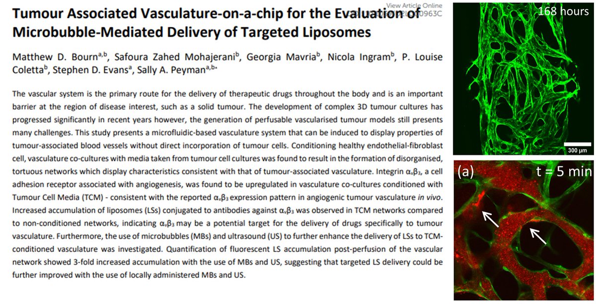 SalPeyman's tweet photo. We are delighted to have our vasculature-on-chip paper accepted for publication in @LabonaChip! Find out how we used our tumour-associated vasculature to asses targeting of therapeutic microbubbles! https://t.co/DiZDAUn7eC https://t.co/kXYzUWeqNh