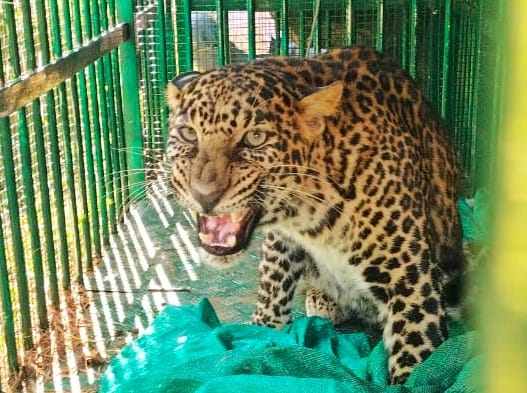 LMiltonTOI's tweet photo. A #leopard walks straight into a trap on BRBNMPL campus in North Mysuru https://t.co/c8hdgaF7k0