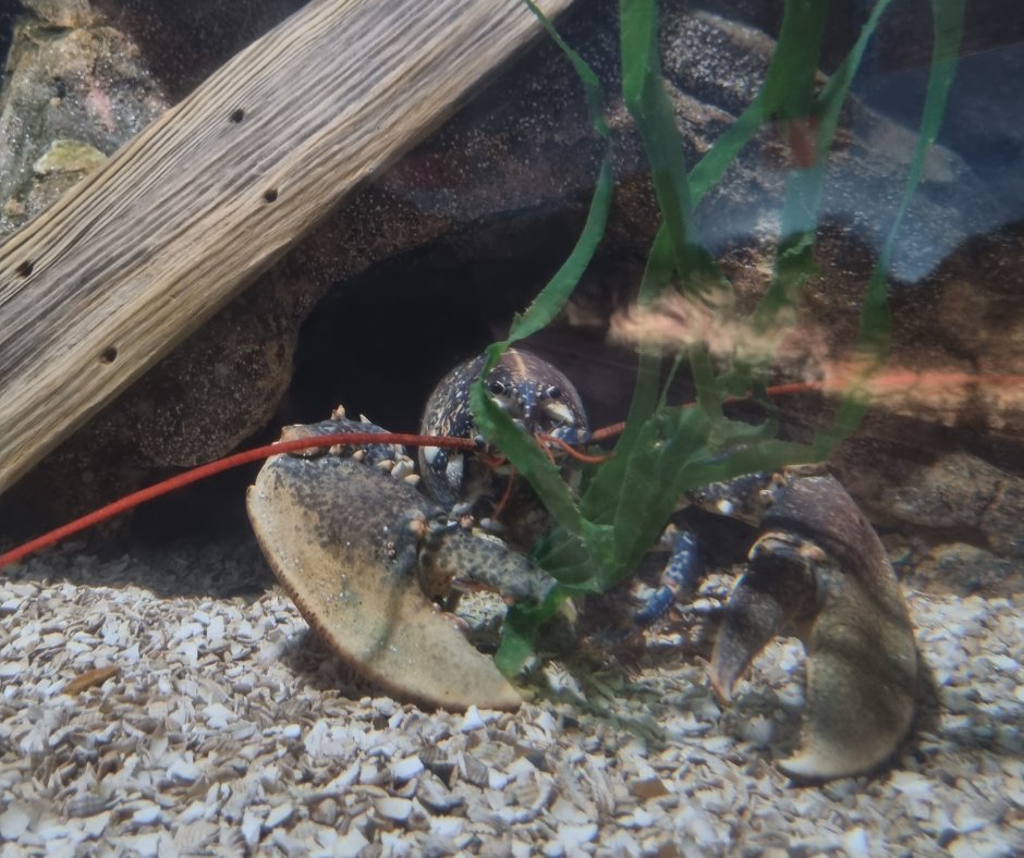 BlueReefNewquay's tweet photo. Like all crustaceans, lobsters have a hard outer exoskeleton which helps protect them from predators! Another fact about Lobsters you may like… to get rid of waste, they pee from their eyes! #BlueReefAquariumNewquay #BlueReef #BlueReefNewquay #CommonLobster #Lobster #MarineLife https://t.co/01xKcYGv7D