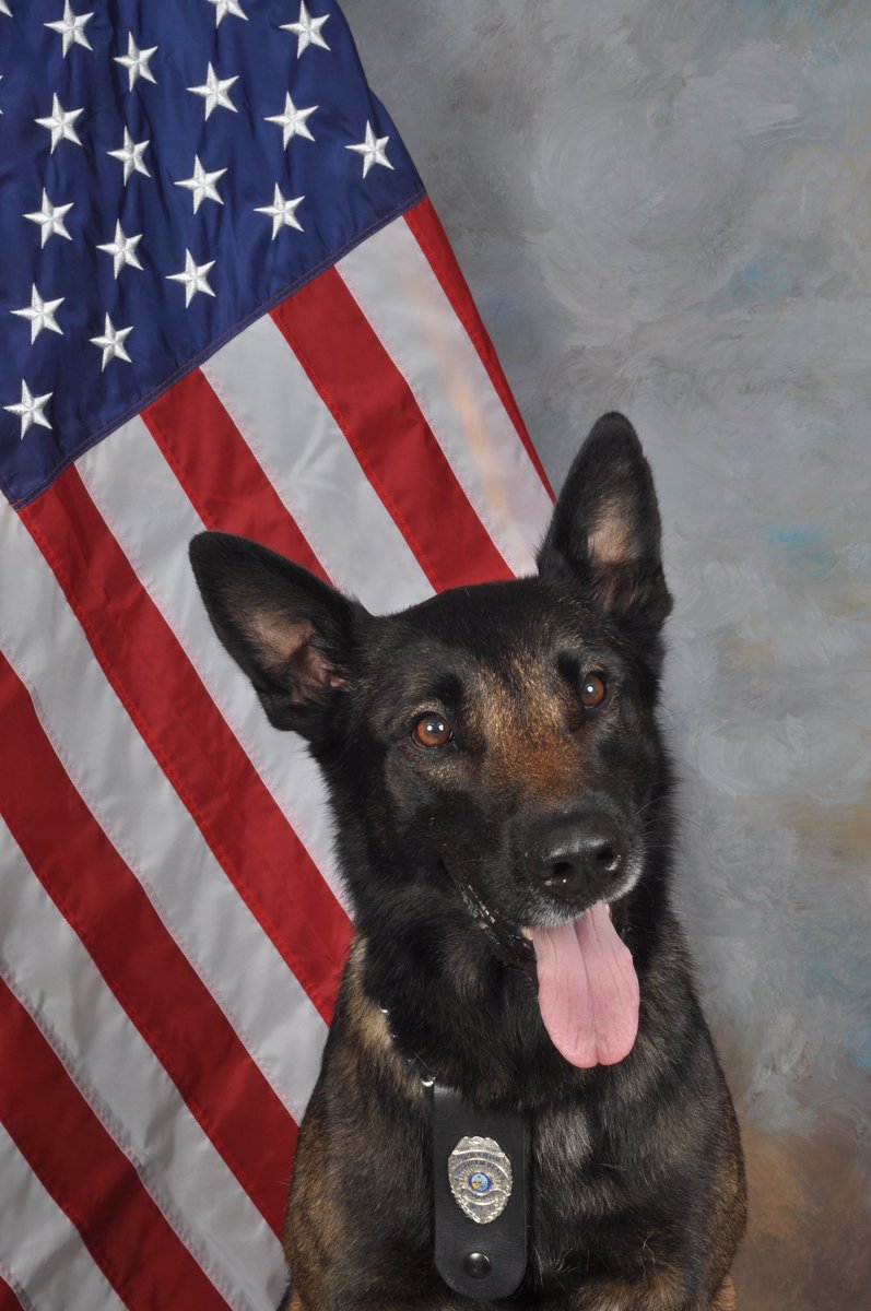 WestPalmPD's tweet photo. It is with great sadness that we announce the passing of retired #WPBPD K9 Thor who recently passed away with his handler, Officer Sniffen, by his side.
K9 Thor began in 2012. He was trained in criminal apprehension, explosive detection and community engagement. RIP K9 Thor πΎ https://t.co/iAiqAckowe
