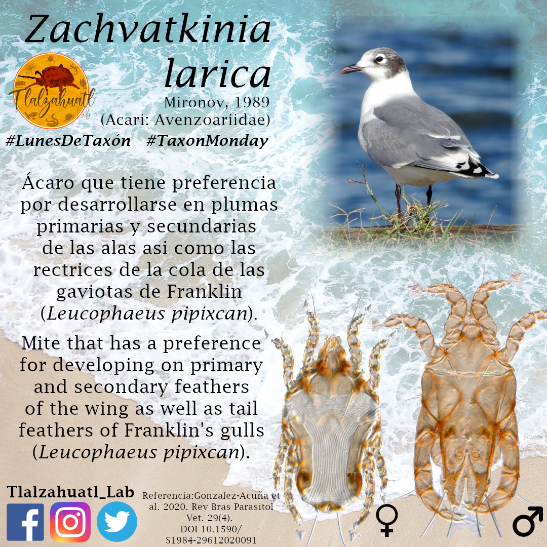 TlalzahuatlLab's tweet photo. #TaxonMonday 151
🕷🔬🪶 Our partner @JAAToledo1  illustrates a feather mite.
_ _ _ _ _
#LunesDeTaxón 151
🪶🔬🕷 Nuestro compañero @JAAToledo1 nos ilustra un ácaro plumícola. https://t.co/nI3J3KBXTA
