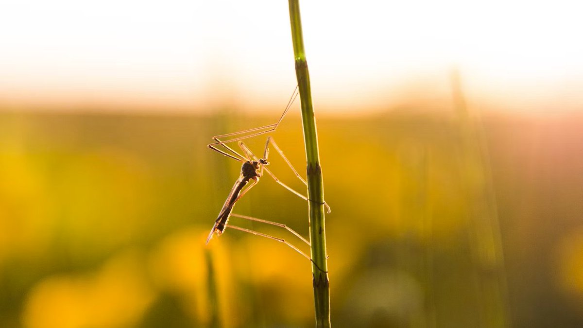 Artips_fr's tweet photo. Le soleil se couche lentement 🌄 Vous êtes confortablement allongé·e dans un hamac et lâchez un soupir de contentement… qui ne passe pas inaperçu pour le #moustique passant là ! Il sent votre haleine et + encore ! Comment ? 🤔 Réponse avec @Le_Museum 👉 https://t.co/a2rVwzPHle https://t.co/DuMnzXSHTG
