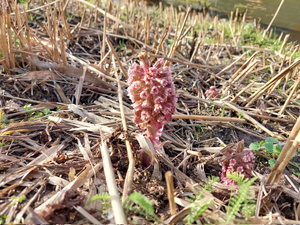 ecoloog079 tweet media