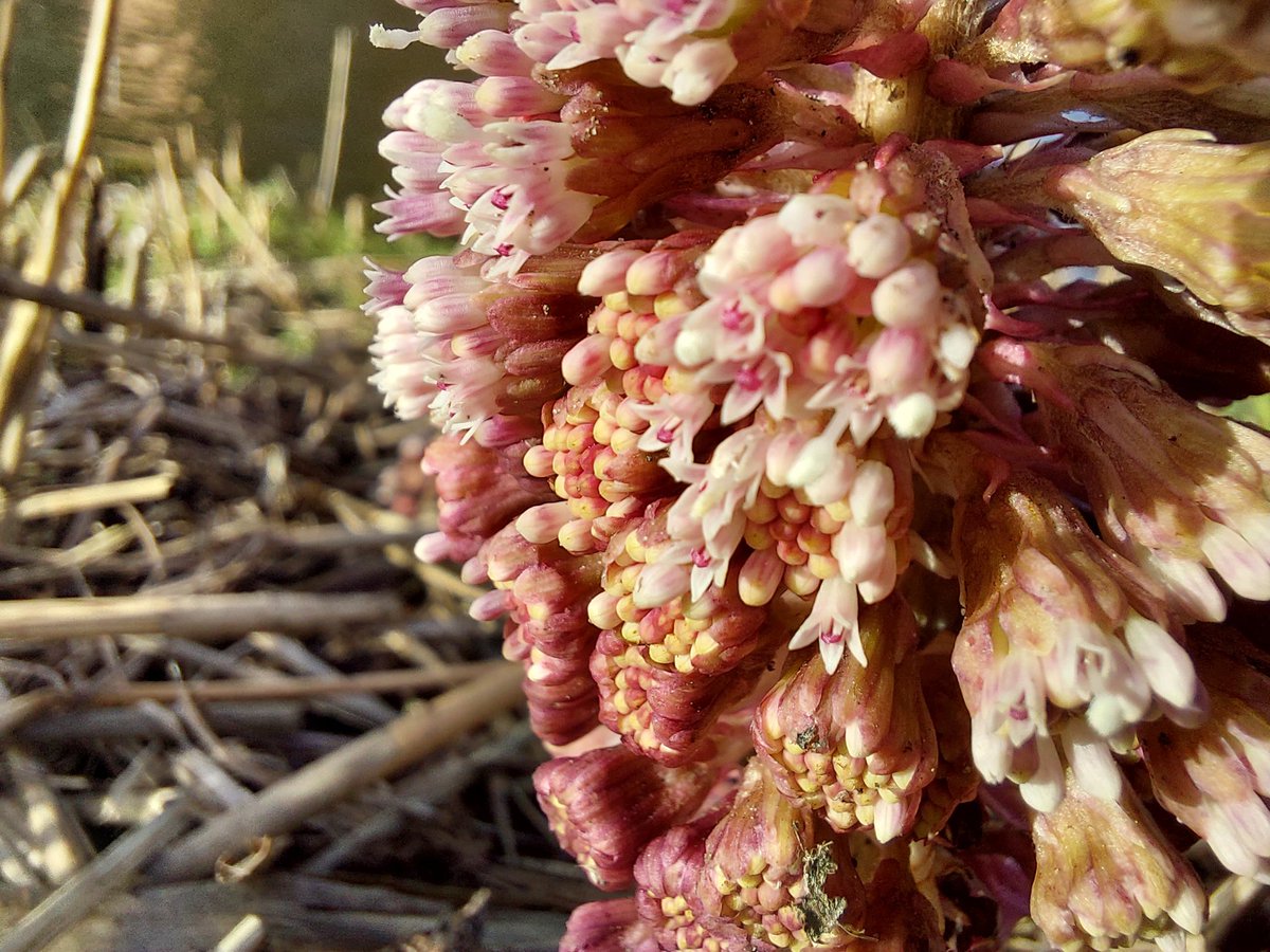 ecoloog079 tweet media