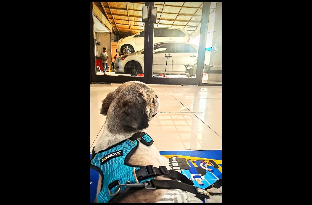Citonerz's tweet photo. HBD Lilo.. be blessed ya.. one wise man said, "only dog that loves you more than it loves itself". #dogsarefamily #dogsarelove #dogsarehumanbestfriend #stopdogmeat https://t.co/m2QreMSCjT