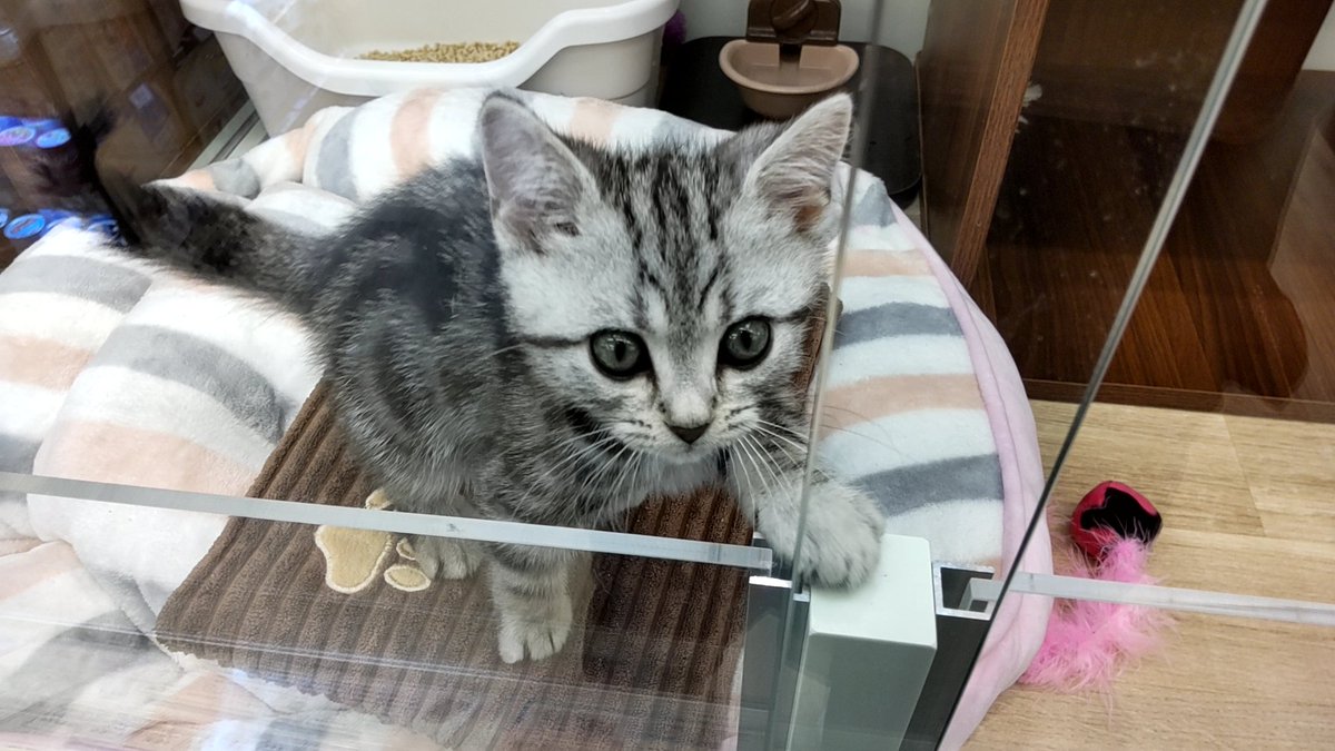 421h's tweet image. ペットショップで癒やされる。