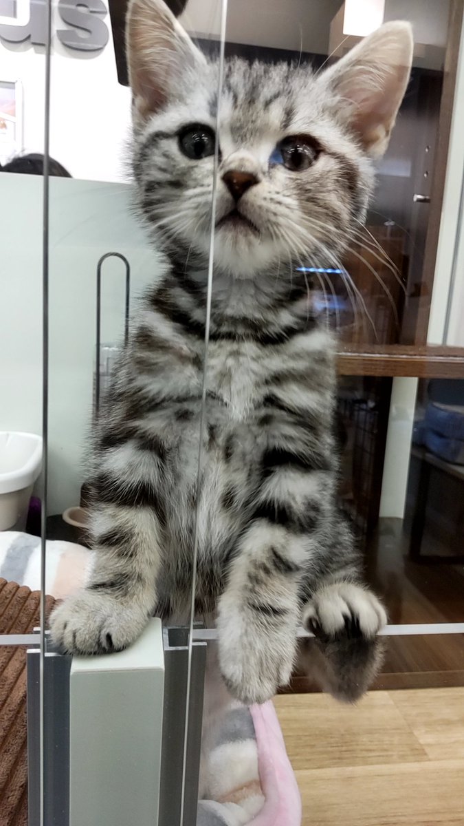 421h's tweet image. ペットショップで癒やされる。