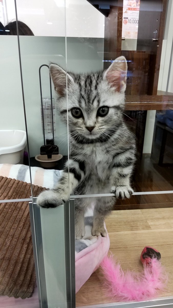 421h's tweet image. ペットショップで癒やされる。