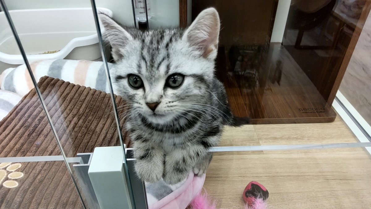 421h's tweet image. ペットショップで癒やされる。