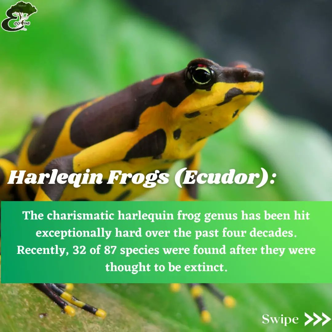 MalnadEcoClub's tweet photo. #wildlifeonearth #harleqinfrogs #golapaguspenguins #blackbears #animalevolution #malnadecoclub #malnadcollegeofengineering https://t.co/Qe1LukWdcl