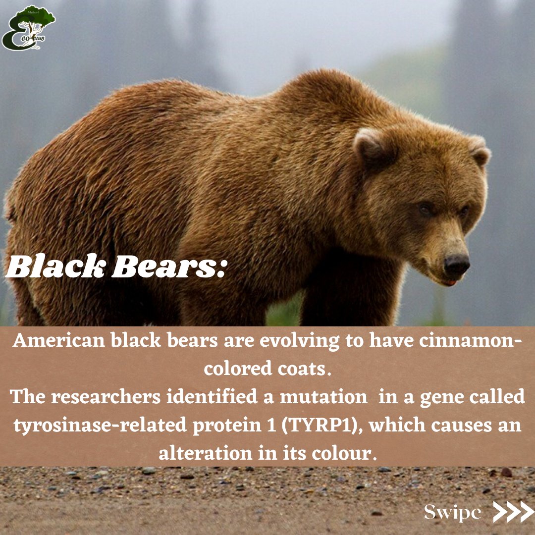 MalnadEcoClub's tweet photo. #wildlifeonearth #harleqinfrogs #golapaguspenguins #blackbears #animalevolution #malnadecoclub #malnadcollegeofengineering https://t.co/Qe1LukWdcl