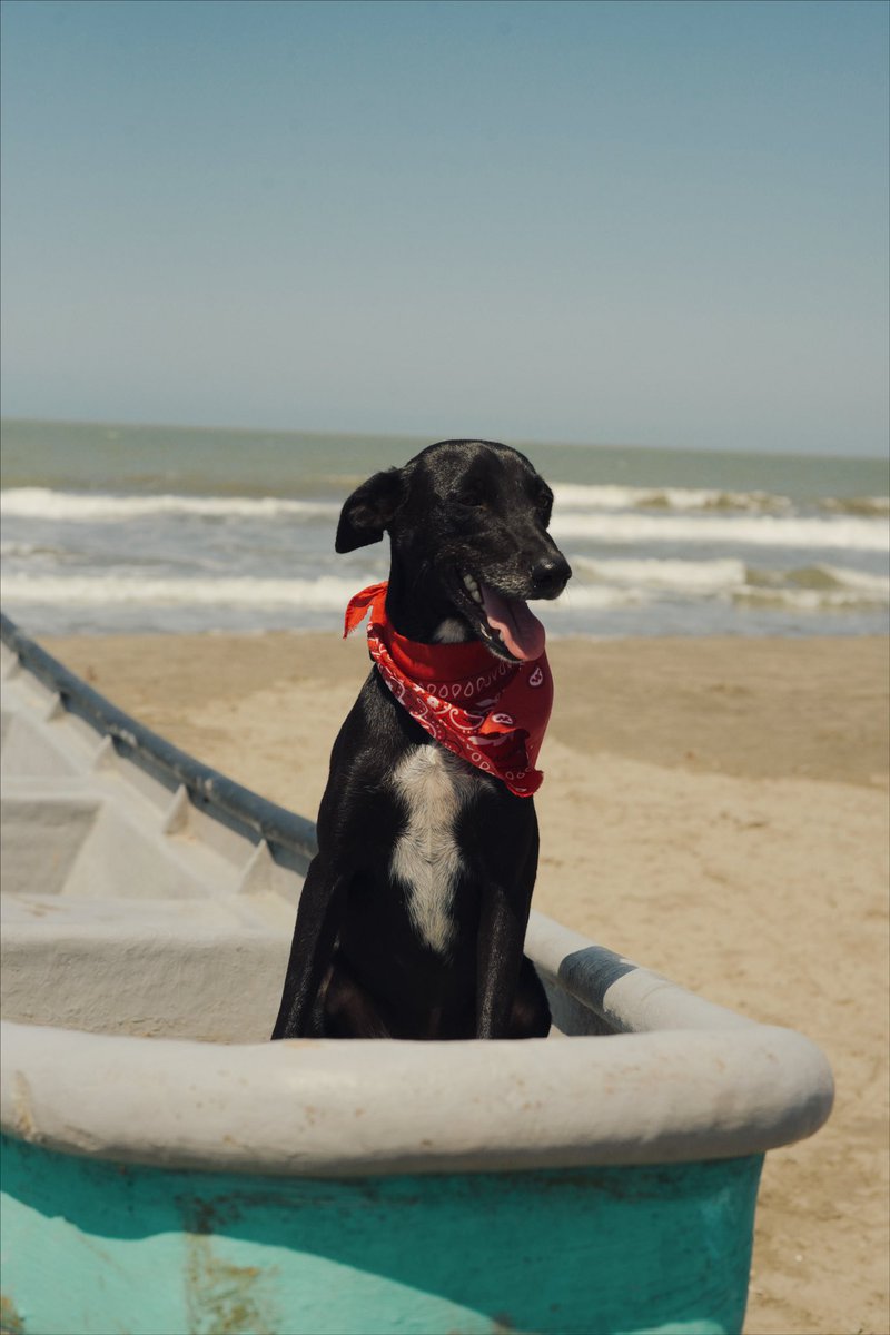 juaaaanki's tweet photo. mi labor social del fin de semana fue ir a una casa de perritos y hacerle fotos. 
😭. Están en adopción🫰🏻 https://t.co/rhvmgeJAnO