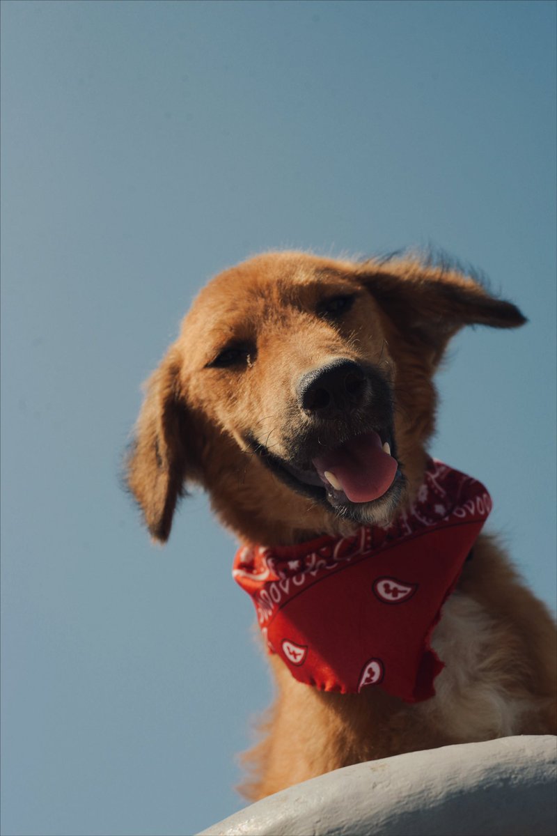 juaaaanki's tweet photo. mi labor social del fin de semana fue ir a una casa de perritos y hacerle fotos. 
😭. Están en adopción🫰🏻 https://t.co/rhvmgeJAnO