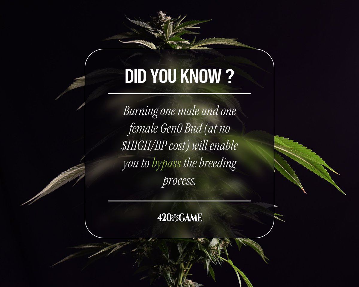 look_labs's tweet photo. Burning Buds can be risky business, as there is a less than 50% chance that you might burn your buds and receive nothing. Do you think it's worth trying to bypass the breeding process? #burn #buds #420dotgame #looklabs https://t.co/KVXnLyTTHl