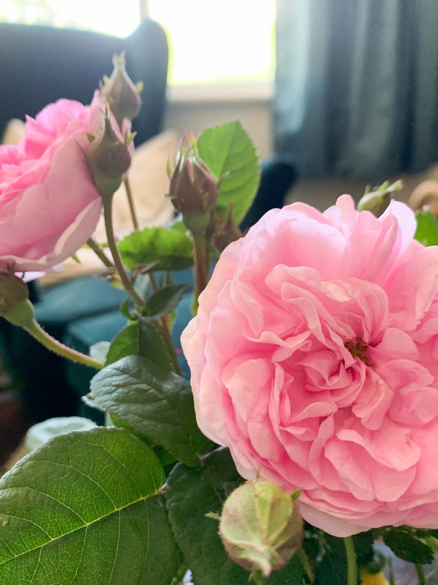 pspostco's tweet image. Here is a little pop of pink for you this Monday morning! 🌸🌸🌸

#psposted #pinkflowers #springiscoming #greetingcard #womenownedbusiness