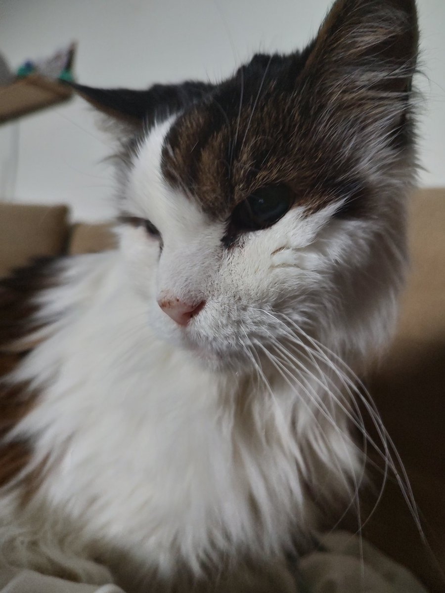 peanutbudderj's tweet photo. Quiet morning with my mama 🥰 she gave me a lil vanilla yogurt for bein a good boy 🤭😘😍 #CatsOfTwitter https://t.co/RMgqeh4DhV
