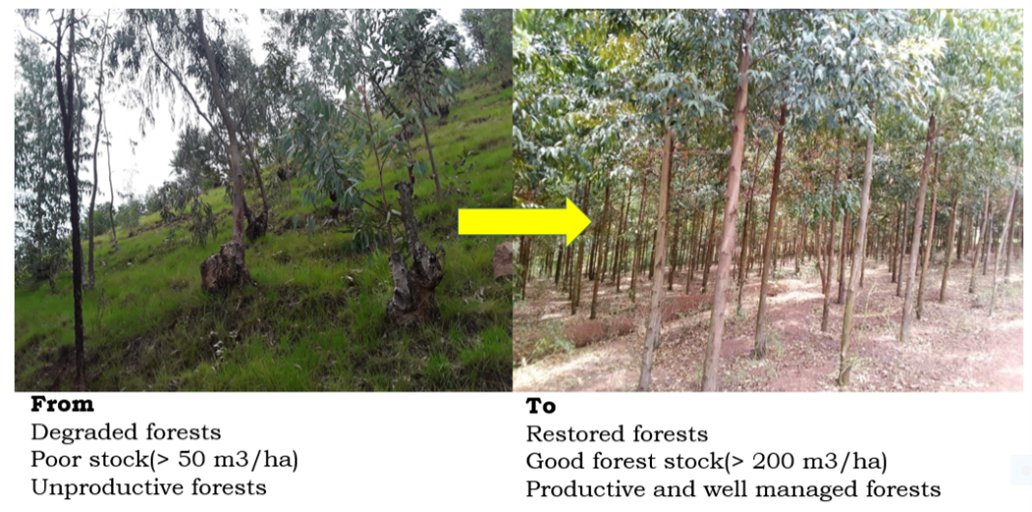 EnabelinRwanda's tweet image. @RwandaForestry and Enabel's #TREPA &amp;amp; #COMBIO projects in p'ship with #EnvironmentRw are conducting consultation meetings on approaches to support the restoration &amp;amp; promotion of diverse native tree species to increase &amp;amp; improve biodiversity in @RwandaEast. @theGCF
#EnablingChange