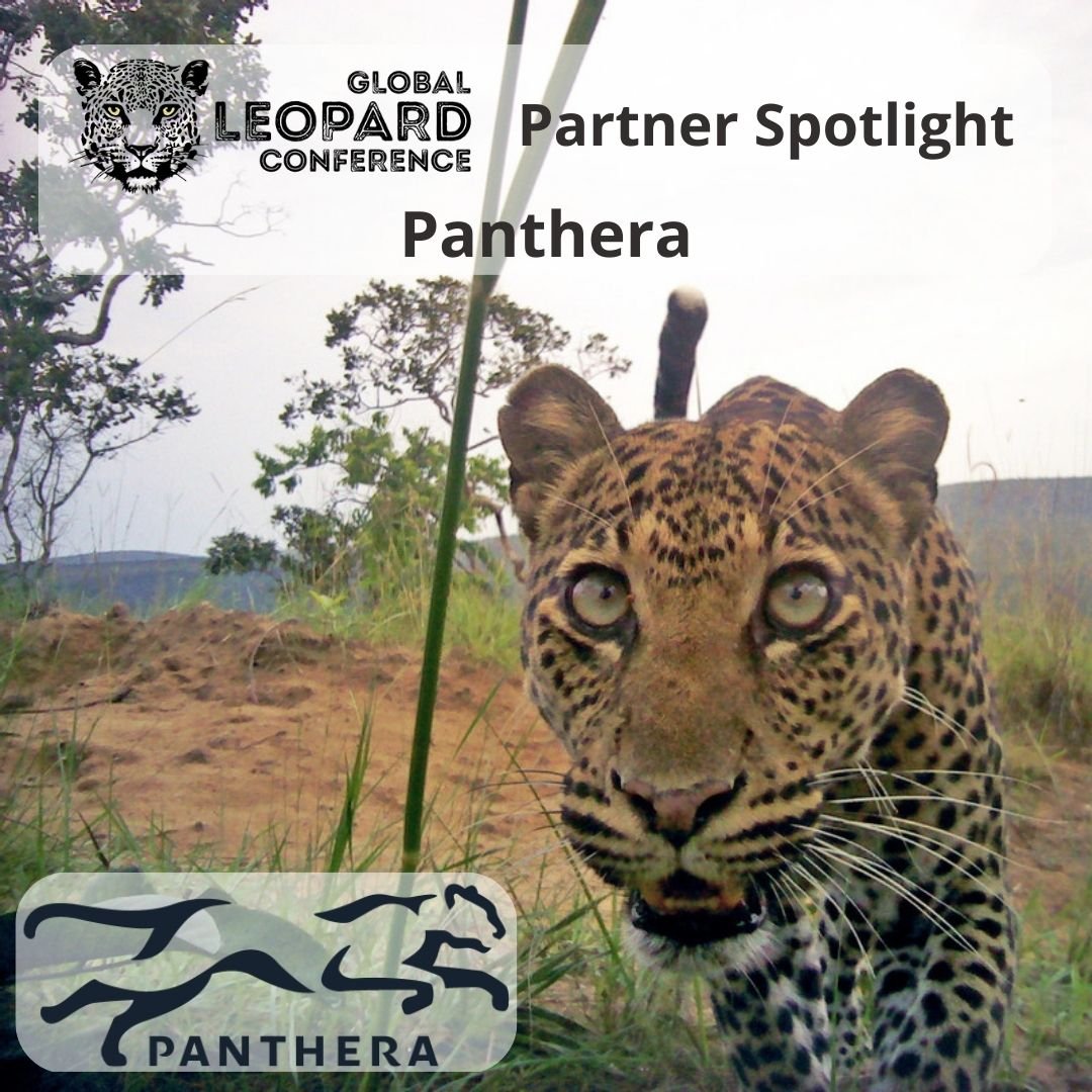 LeopardConf's tweet photo. #GLC23 Partner Spotlight ~ Panthera
Founded in 2006, @PantheraCats is devoted to the conservation of the world’s 40 species of wild cats and the vast ecosystems they inhabit. Read more at https://t.co/KizXL7IqFZ
#Panthera #GlobalLeopardConference https://t.co/yRmeqCsGHY