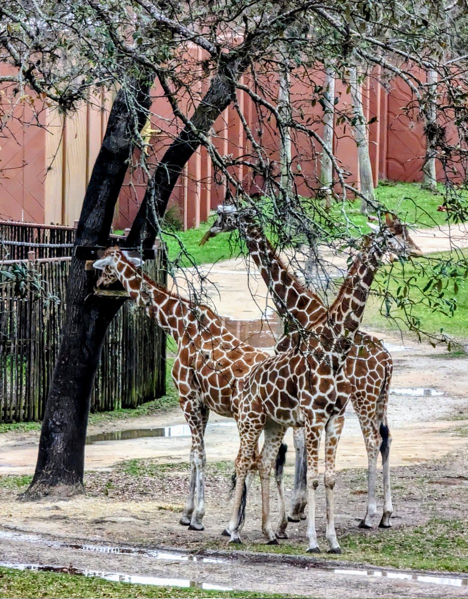 Beci Mahnken on Twitter: "Disney's Animal Kingdom Lodge is my happy