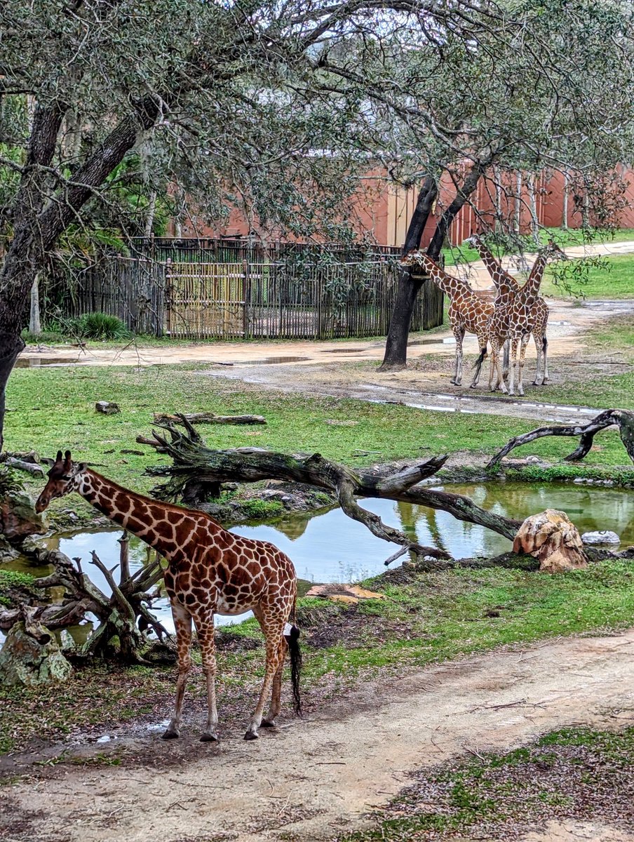 Beci Mahnken on Twitter: "Disney's Animal Kingdom Lodge is my happy