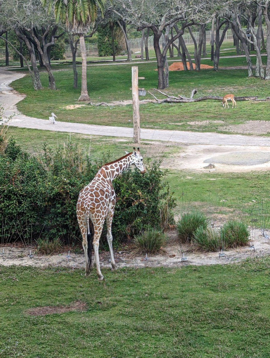 Beci Mahnken on Twitter: "Disney's Animal Kingdom Lodge is my happy