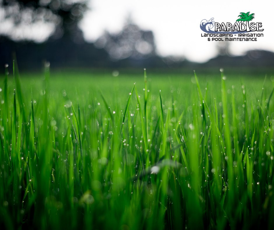 ParadiseLOTO's tweet photo. ✅𝐀𝐞𝐫𝐚𝐭𝐞 𝐲𝐨𝐮𝐫 𝐥𝐚𝐰𝐧 - Aeration allows water, air, and nutrients to reach the roots of your grass
✅𝐎𝐯𝐞𝐫𝐬𝐞𝐞𝐝 𝐬𝐩𝐚𝐫𝐬𝐞 𝐚𝐫𝐞𝐚𝐬 - overseeding helps fill in thin or bare spots
✅𝐅𝐞𝐫𝐭𝐢𝐥𝐢𝐳𝐞 𝐫𝐞𝐠𝐮𝐥𝐚𝐫𝐥𝐲 - Fertilizing gives your grass nutrients https://t.co/ZwUntgWUxP