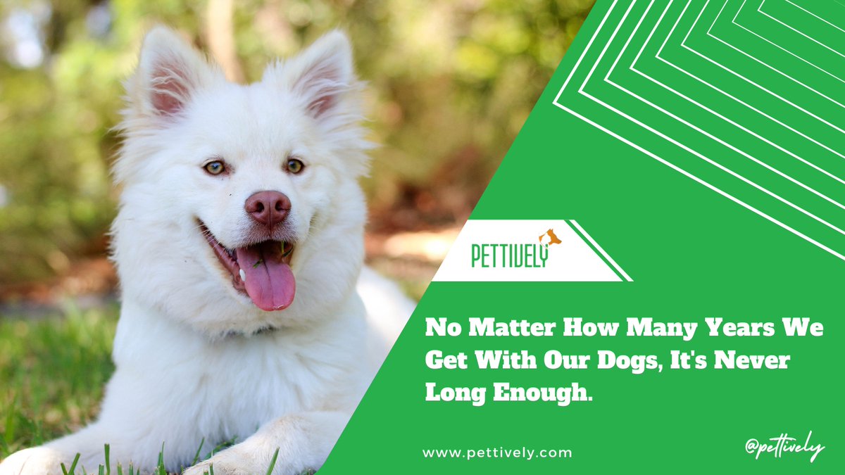 pettively's tweet photo. No Matter How Many Years We Get With Our Dogs, It's Never Long Enough.

https://t.co/T1p0zF6xso

#petfunfact #petfact #petfun #pet #petquote #petcare #petdog #productsblog #petproblems #benefitsof #petsafety #pettivelypet #petproducts #Dog #PetQuotes https://t.co/0f5RNaIDoP