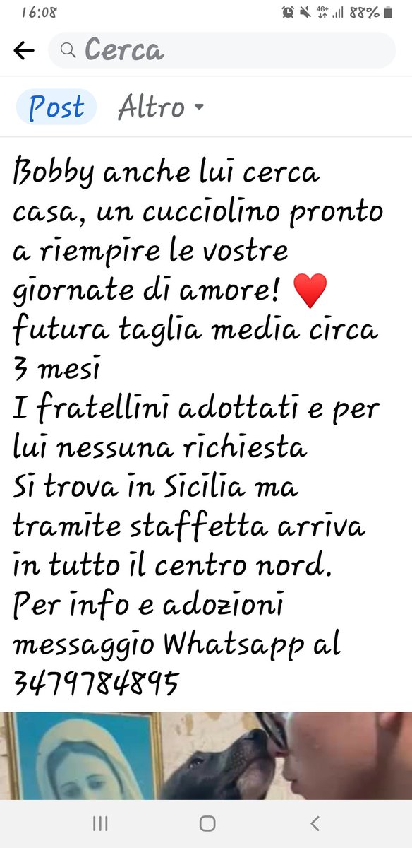 fendente1's tweet photo. 🆘️🆘️🆘️🆘️🆘️🆘️🆘️🆘️🆘️🆘️🆘️🆘️Vittorio Russo 🐕🐕🐕🐕🐕🐕 https://t.co/mTL5PMvcDm