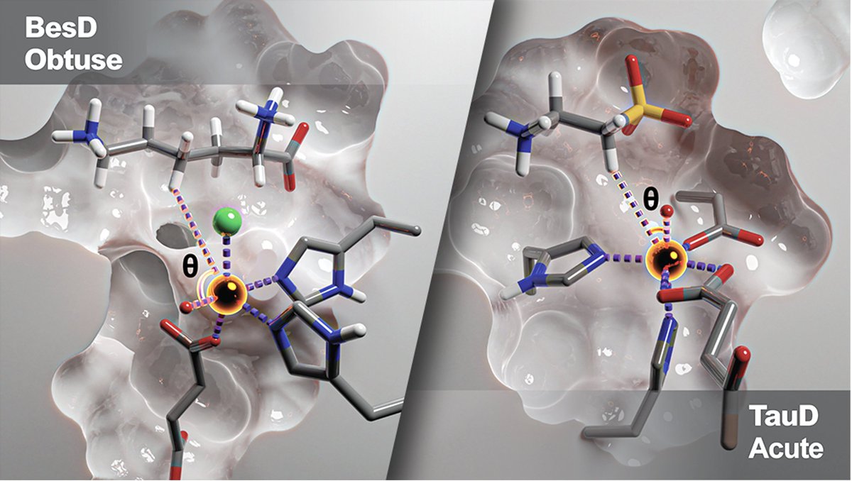 Hydroxylate, halogenate—what's your angle? In <a href="/ACSCatalysis/">ACS Catalysis</a>, <a href="/davidwkastner/">David W. Kastner</a>'s first group paper uses experimentally restrained #compchem to explain how two classes of non-heme iron enzymes position their substrates to establish reaction selectivity! 
doi.org/10.1021/acscat…