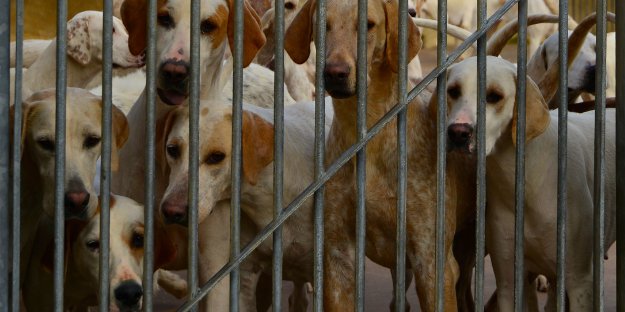 🔴🐶 ¿En serio quitaréis protección a los que más la necesitan y otorgaréis privilegios a los maltratadores <a href="/PSOE/">PSOE</a> <a href="/sanchezcastejon/">Pedro Sánchez</a> <a href="/gpscongreso/">PSOE Congreso</a> <a href="/desdelamoncloa/">La Moncloa</a>? ¿está es la #España que queréis?👎

#⃣⚡️#SánchezConElMaltratoAnimal
