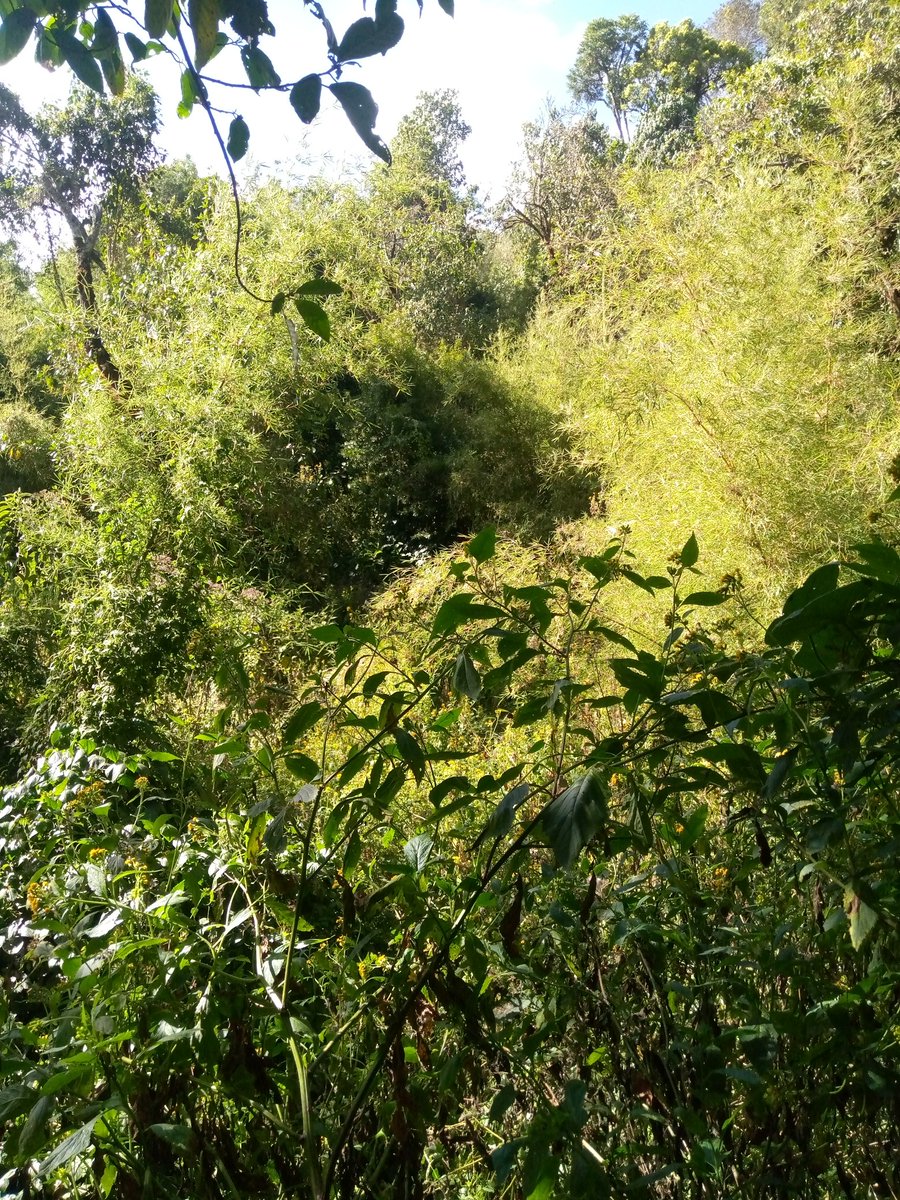 GeocitySurvey's tweet photo. We surmounted the challenges of terrain characteristics and forest cover, but at the end we delivered demarcation of forest reserve boundary from human settlement.
#Qualityspatialsolutions https://t.co/5JB95hudIp