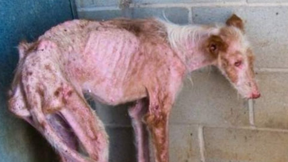 🔴 ¡BASTA YA DE TANTO MALTRATO ANIMAL! 🔴
⚠️<a href="/PSOE/">PSOE</a> <a href="/sanchezcastejon/">Pedro Sánchez</a> <a href="/gpscongreso/">PSOE Congreso</a> <a href="/desdelamoncloa/">La Moncloa</a> ‼️

#⃣⚡️#SánchezConElMaltratoAnimal